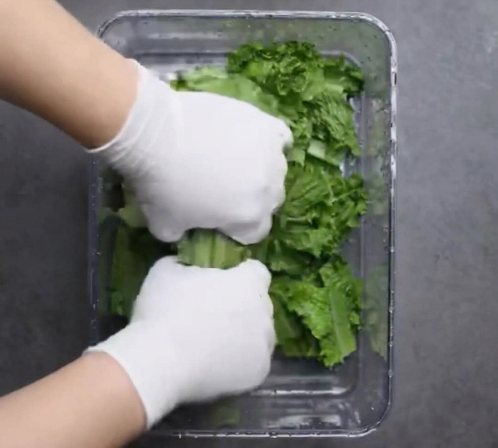 Hände mit Handschuhen zupfen frische grüne Salatblätter in einen großen durchsichtigen Behälter.