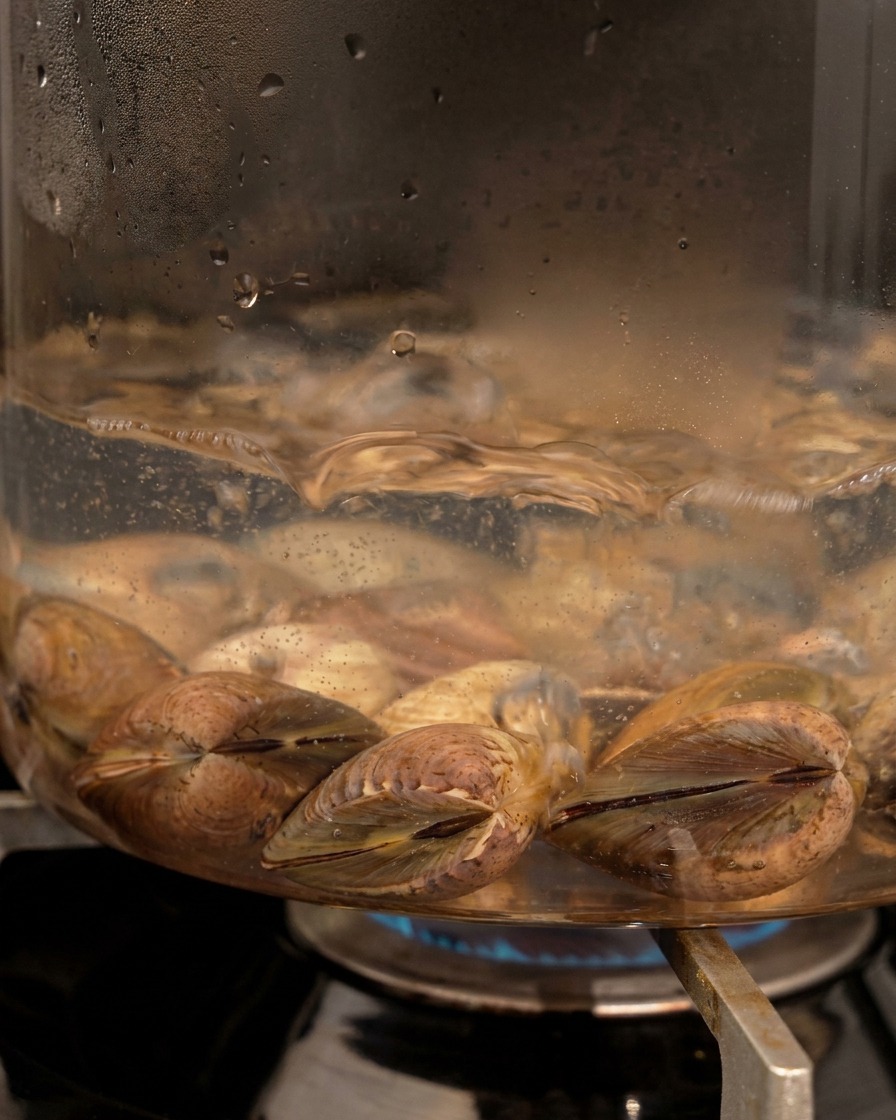 Frische Muscheln kochen in sprudelndem Wasser in einem durchsichtigen Topf.