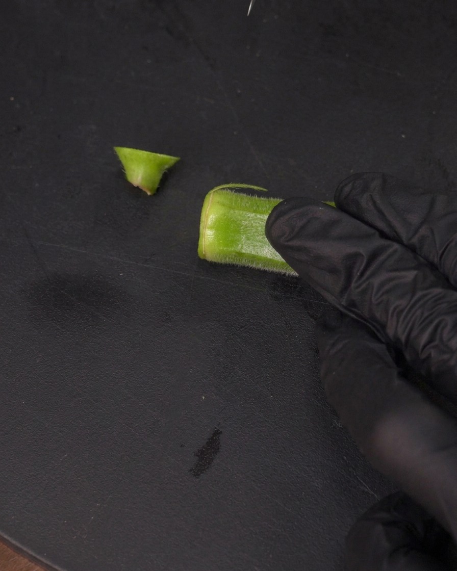 Eine Hand schneidet mit einem kleinen Messer einen dünnen Streifen längs in eine Okraschote.