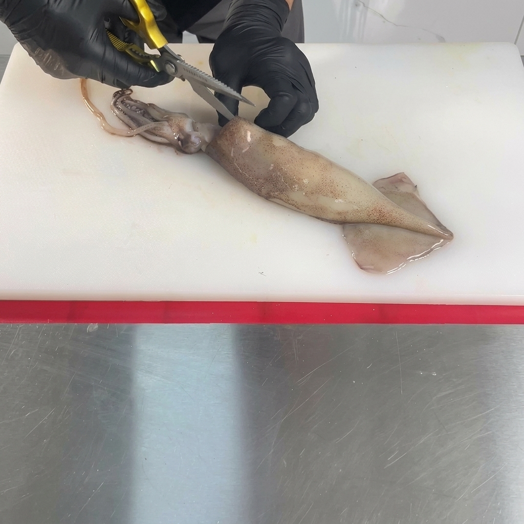 Ein ganzer roher Tintenfisch liegt auf einem weißen Schneidebrett und wird mit einer Küchenschere in der Mitte aufgeschnitten.