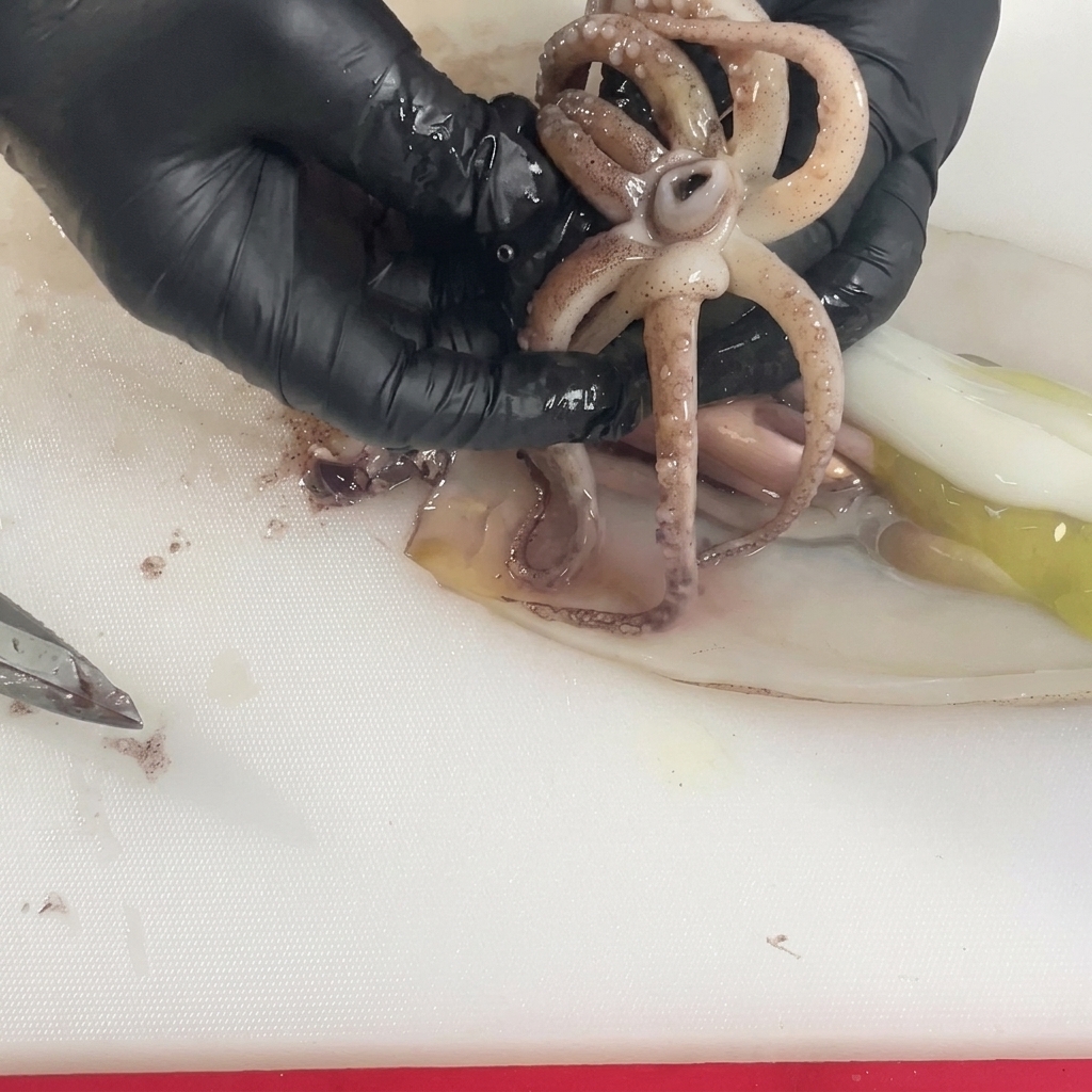 Hände in Handschuhen breiten die Tentakel eines rohen Tintenfischs aus, um das harte Mundstück aus der Mitte zu entfernen.
