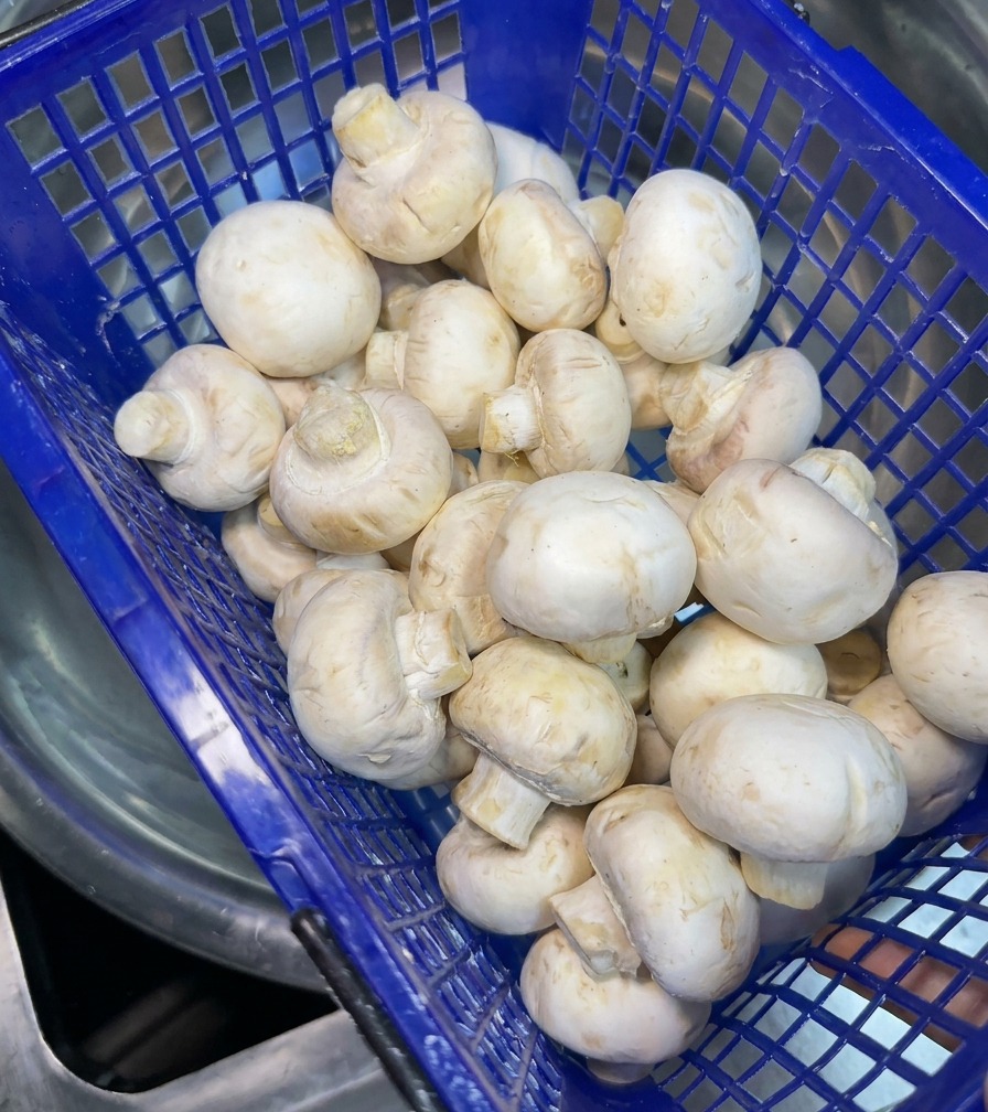 Ein blauer Plastikkorb voller frischer, ganzer weißer Champignons, die zum Waschen vorbereitet werden.