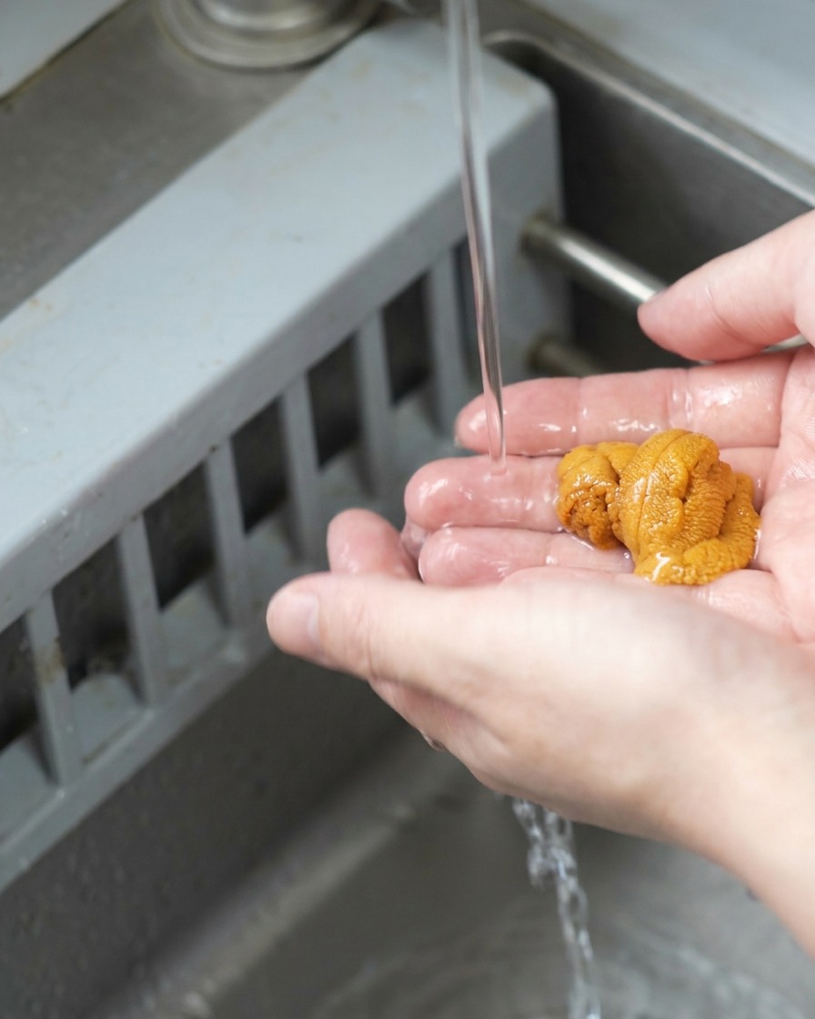 Seeigelrogen wird behutsam in einer Hand unter einem sanften Wasserstrahl abgespült.