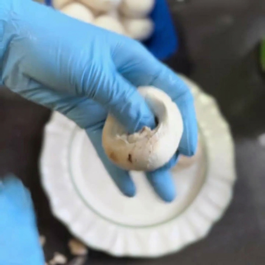 Eine Hand in einem blauen Handschuh dreht den Stiel aus einem weißen Champignon.