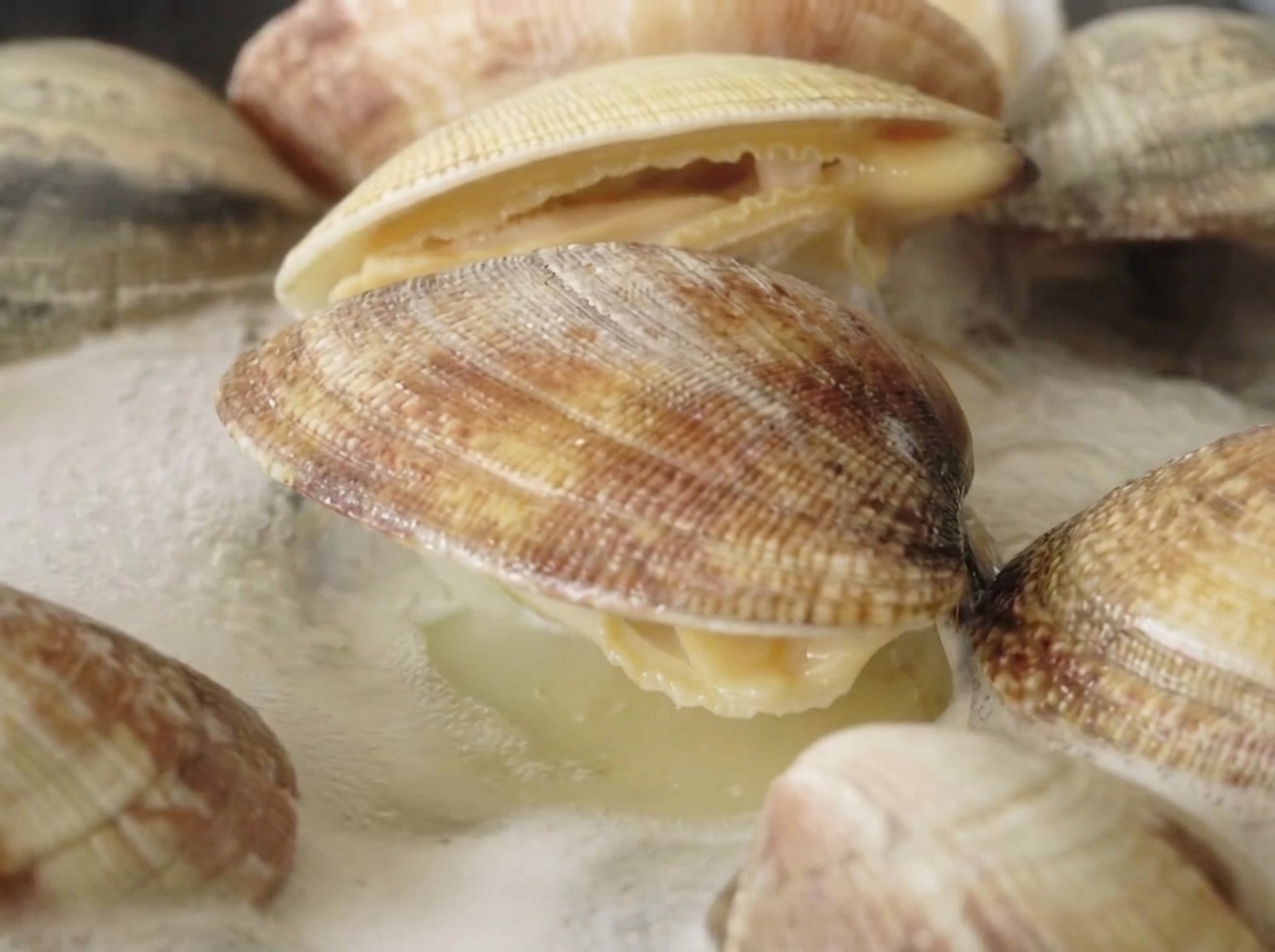 Frische Muscheln kochen in einem Topf mit blubberndem Wasser, wobei sich mehrere Schalen sichtlich geöffnet haben.